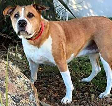 Photo of Cali