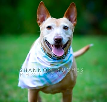 Photo of Sheba