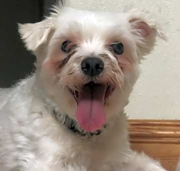 Photo of Coco