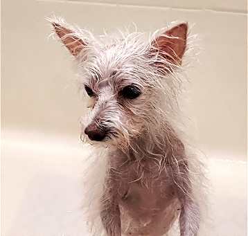 Photo of Phoebe - Medical Hold