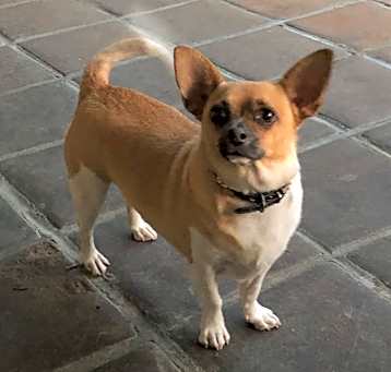 Photo of Stitch