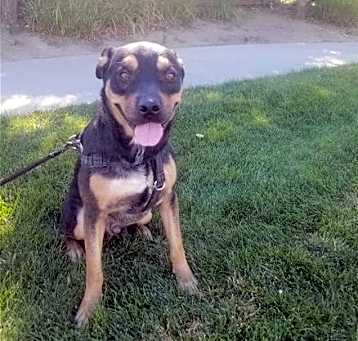 Photo of Tyson