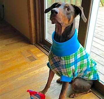 Photo of Whiskey - Forever Foster