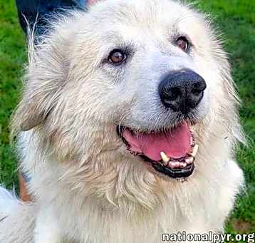 Photo of Jonas in PA - Lots of 'Pawtential'