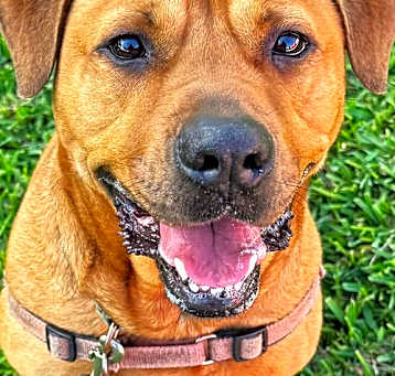 Photo of Chester