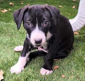 Photo of Dash - "ADOPTED"