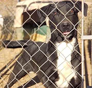 Photo of Sweet Pea