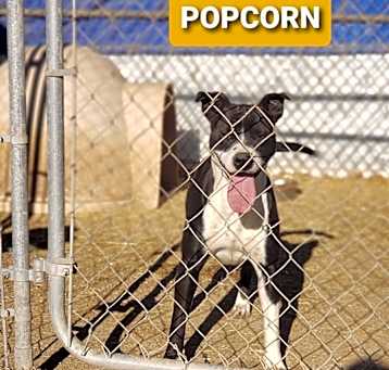 Photo of Popcorn