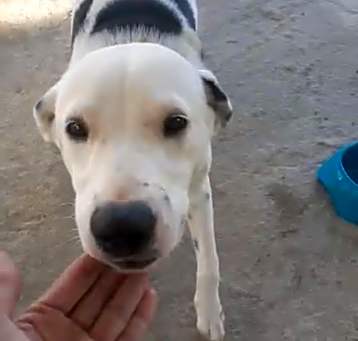 Photo of Oreo