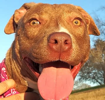 Photo of Ally - Darling sweet girl!