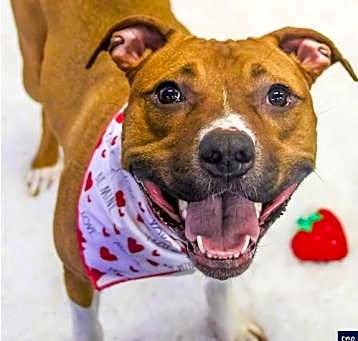 Photo of Maggie (Meg)