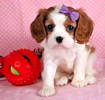 Photo of Furry Friend