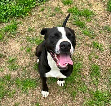 Photo of Oreo