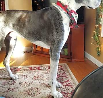 Photo of Winston