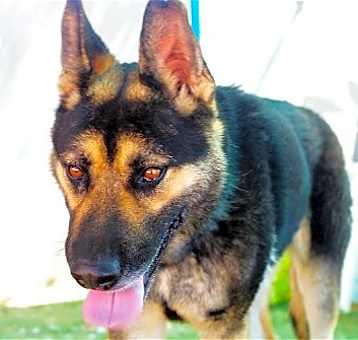 Photo of Sarge -