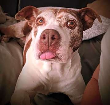 Photo of Layla