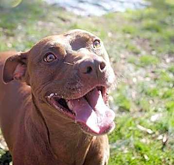 Photo of Shelby