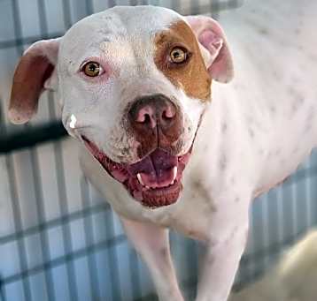 Photo of Aggie