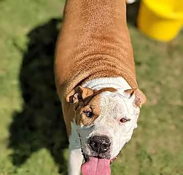 Photo of Odin