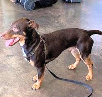 Photo of Brownie