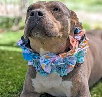 Photo of Chula