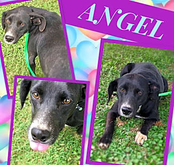 Photo of Angel