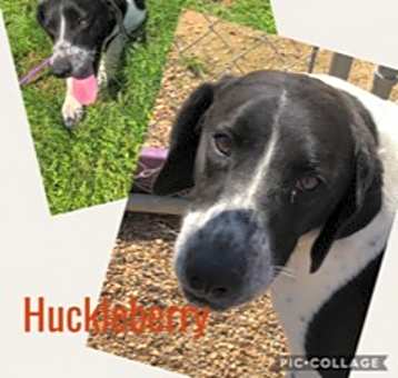 Photo of Huckleberry