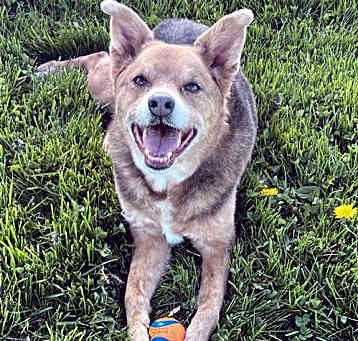 Photo of Penny
