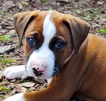 Photo of Tank