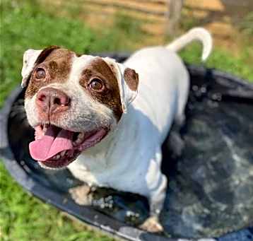 Photo of Meatball
