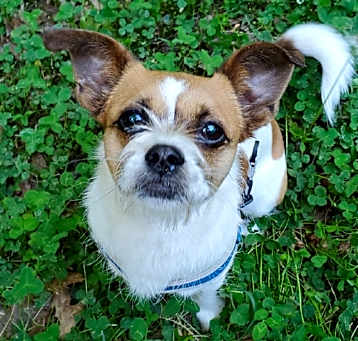 Photo of Oscar