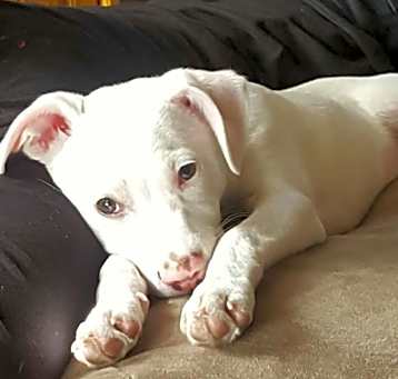 Photo of Nala *processing adoption