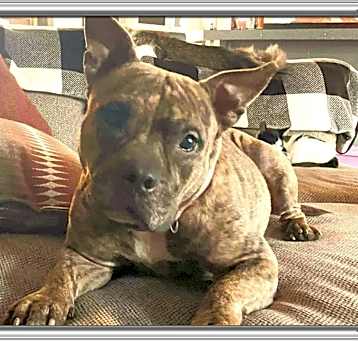 Photo of Gremlin