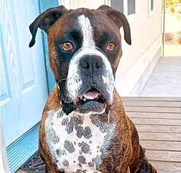 Photo of Chili