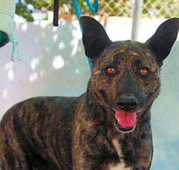 Photo of Cleo-Patra-**INCREDIBLE COMPANION!
