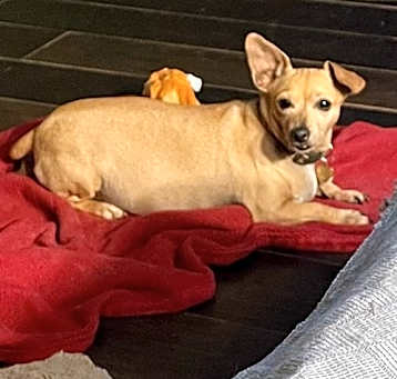 Photo of Nala
