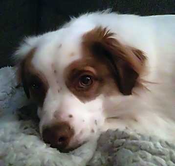 Photo of Zorro