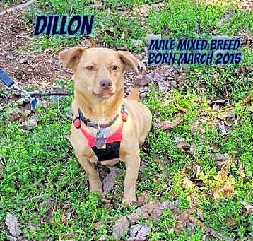 Photo of Dillon