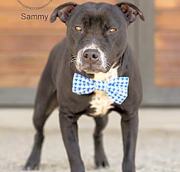 Photo of Sammy