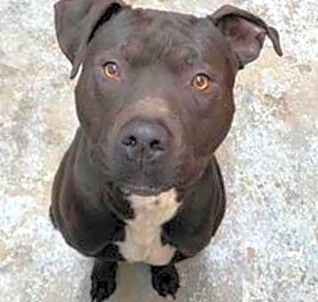 Photo of Ace