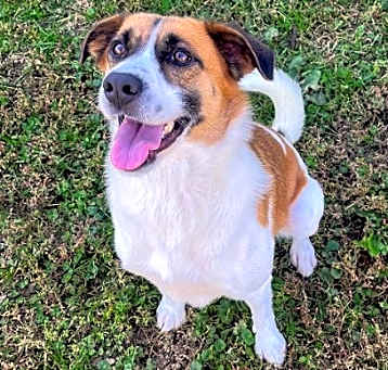 Photo of Piper