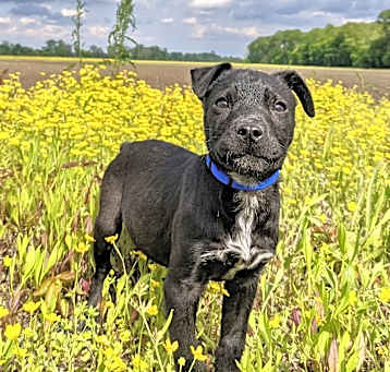 Photo of Hopper