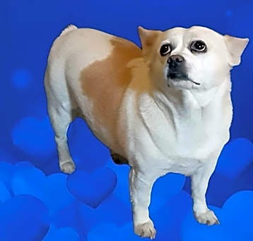 Photo of Kona