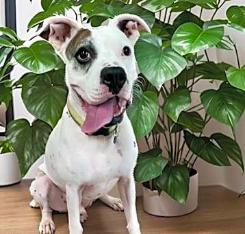 Photo of Spot