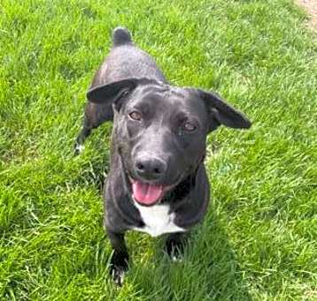 Photo of Onyx