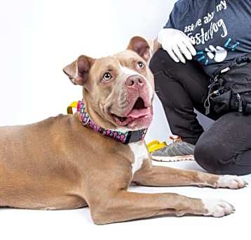 Photo of Aphrodite- IN FOSTER
