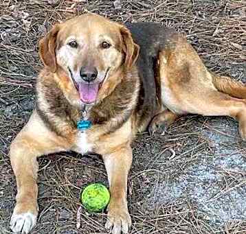 Photo of Snickers