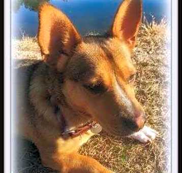Photo of Scrappy