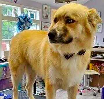Photo of Loki