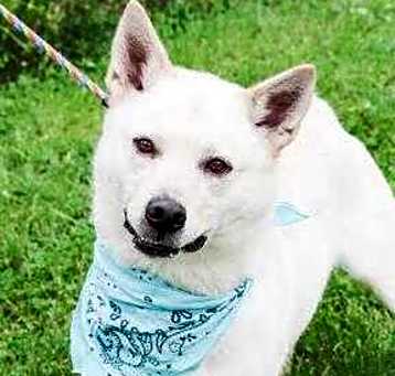 Photo of Scout